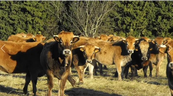 Animation dégustation : Domaine de Beauvezet 10h-12h Animation dégustation : Domaine de Beauvezet 10h-12h